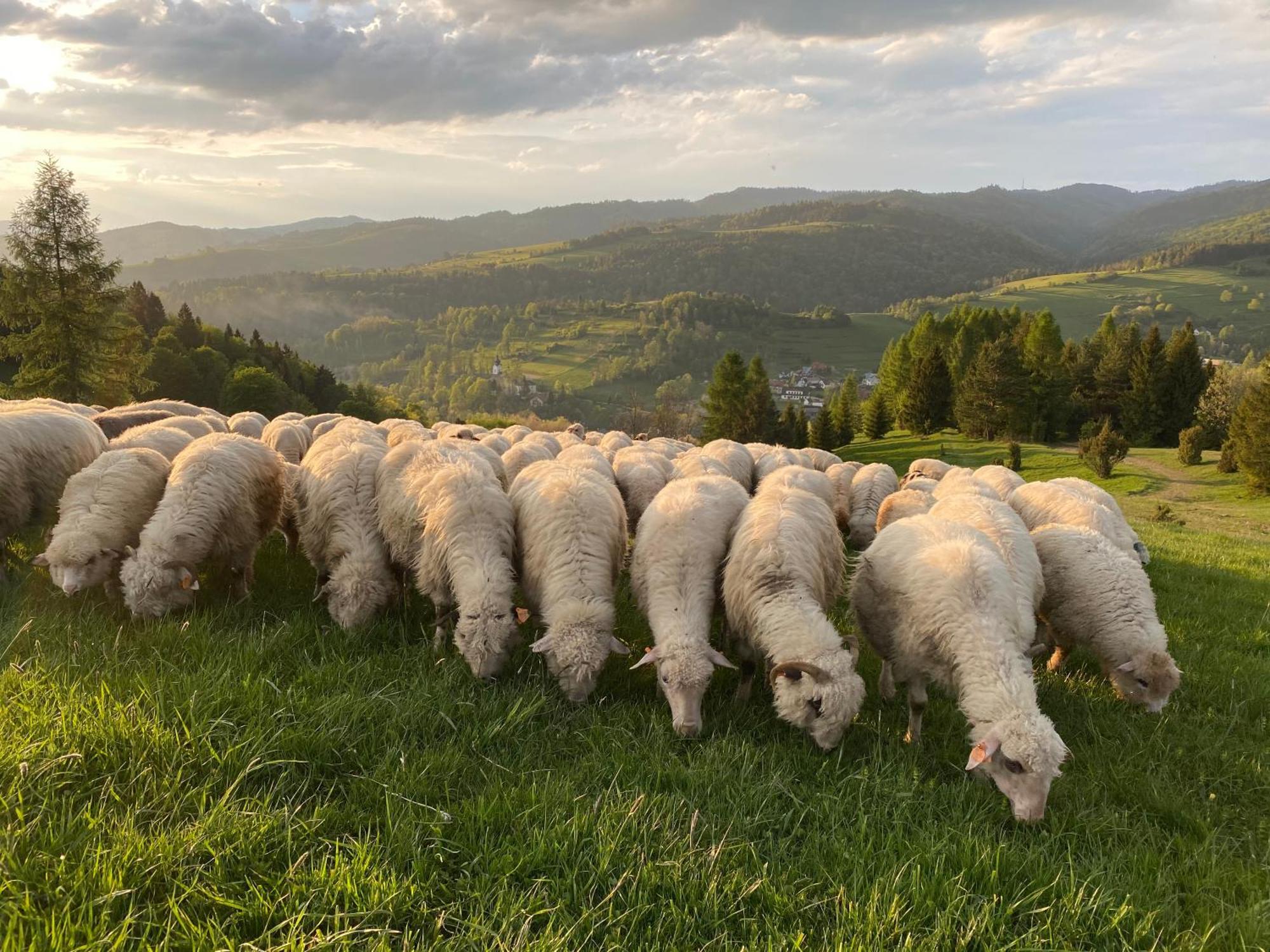 Pod Modrzewiami Appartamento Szczawnica